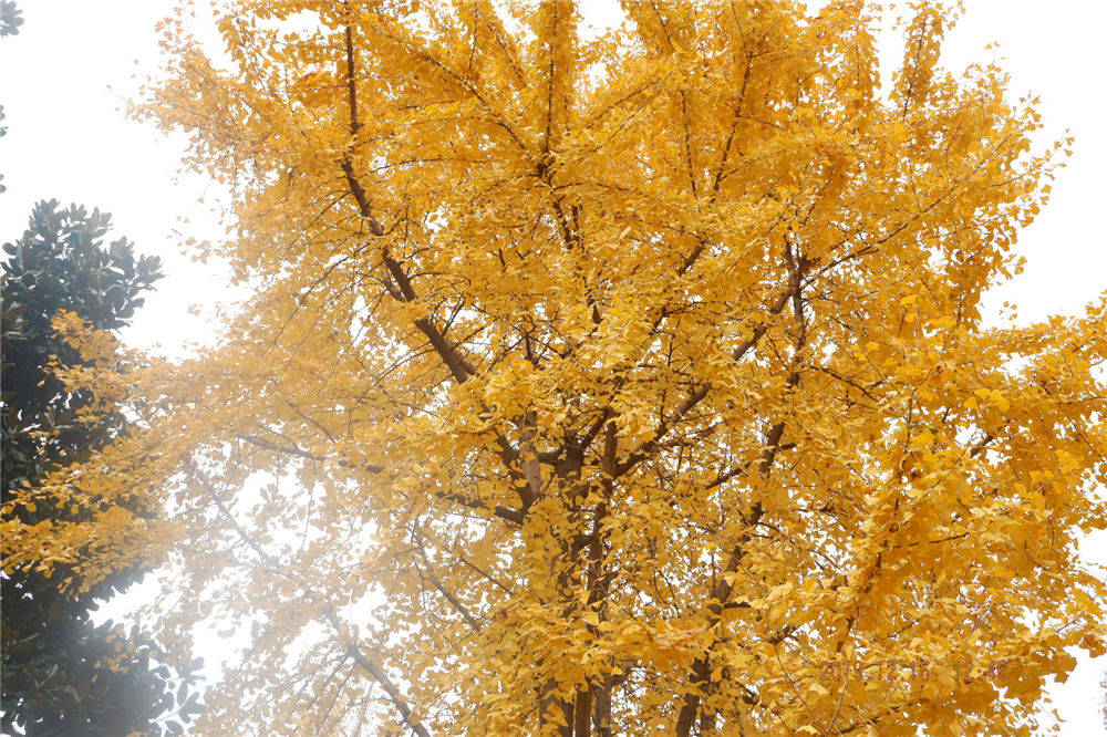 湖北省仙桃市第九中学杨江玲——校园银杏