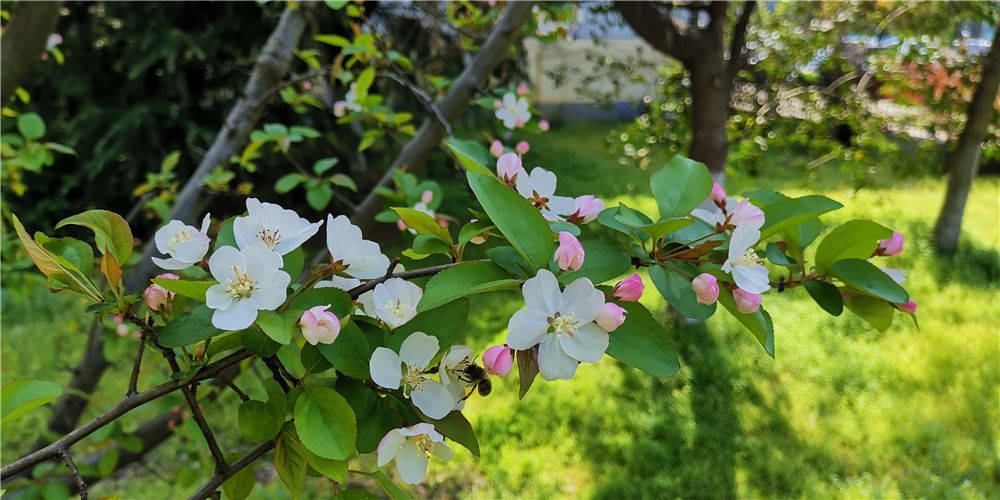 湖北省仙桃市商务局伍静——人间四月天